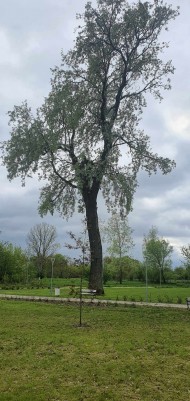 Zabiegi pielęgnacyjne (8)