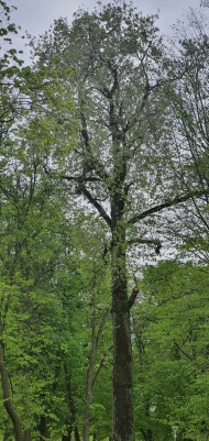 Zabiegi pielęgnacyjne (7)
