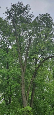 Zabiegi pielęgnacyjne (9)