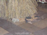 Dożynki w Parafii Krysk w 2011 roku (22)